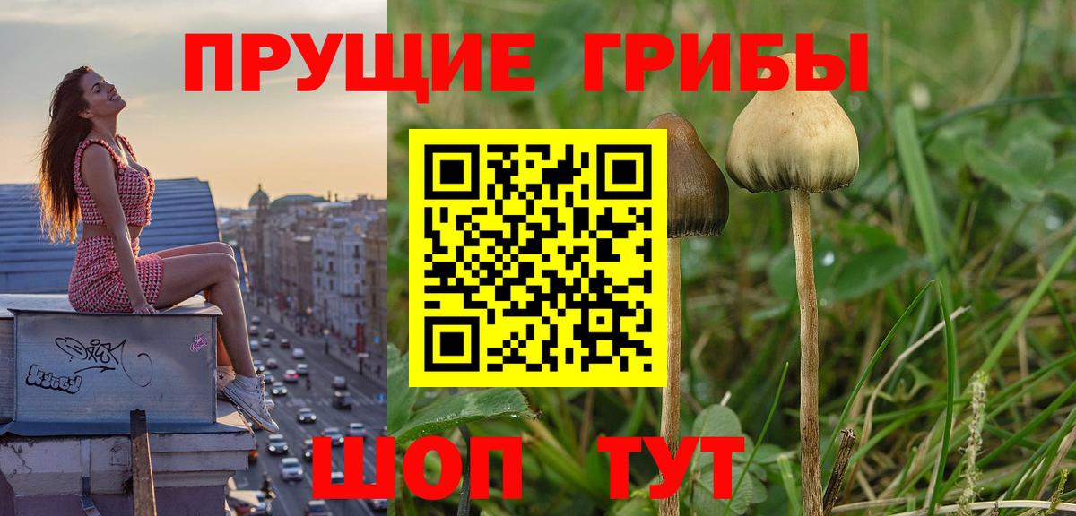 Качканар  Псилоцибиновые грибы Cubensis  Вход с VPN  Псилоцибиновые грибы MAGIC MUSHROOMS 